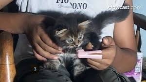At your cat's annual exam, your vet can check their teeth for conditions like periodontitis or resorptive lesions, which may require a deeper dental cleaning. Cat Teeth Cleaning Cost Vancouver Teethwalls