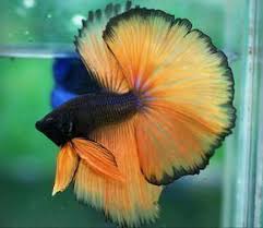 Eine Liste Aller Arten Von Betta Fischen Und Die Einzigartigen Eigenschaften Aller Arten Bettafischen Die Eigen Betta Fish Types Betta Fish Pet Fish