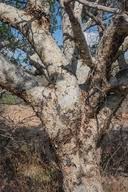 Image result for Commiphora tenuipetiolata