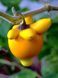 Image result for Solanum mammosum