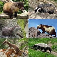 The former group includes the jaguar and the cougar there are 12 known species of this wildcat. Mustelidae Wikipedia