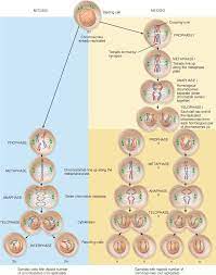 The Cellular Level Of Organization Mitosis Biology Classroom Biology Lessons