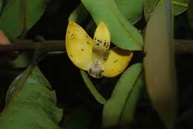 Image result for Polyceratocarpus gossweileri