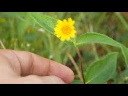 Image result for Aspilia africana