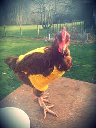 Chicken Dressed Up In A Sweater Chicken Dress Chicken Humor Chicken Sweater Winner picks an embarrassing dance the loser must perform. chicken dressed up in a sweater