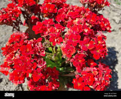 Image result for Kalanchoe crenata