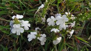 Image result for Striga linearifolia