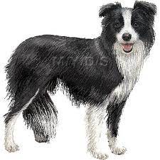 Border Collie Clipart Graphics Free Clip Art Border Collie Dog Drawing Collie