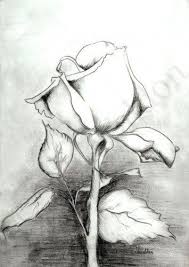 Pin On Flowers Their Language