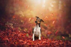 Behind The Lens Anne Geier And Pet Portraits Topaz Labs Blog Dog Photography Outdoor Animal Photography Dogs Dog Photography