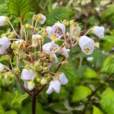 Image result for Solanum scabrum