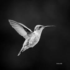 Black And White Bird Pictures Nature Photography Black And White Hummingbird Photo Bird Art Black And Black And White Birds Hummingbird Pictures Black And White Pictures