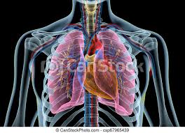 Key concept the respiratory system gets oxygen and removes carbon dioxide. Human Heart With Vessels Lungs Bronchial Tree And Cut Rib Cage X Ray Human Heart With Vessels Lungs Bronchial Tree And Canstock