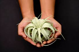 Image result for Xerophyta argentea