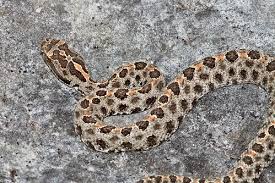 However, no population information is available. Barbour S Pygmy Dusky Pygmy Rattlesnake A K A Florida Gr Flickr