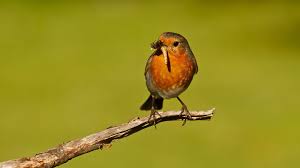 Robin williams zelda commercial #2(2011). How To Attract Robins To Your Garden Woodland Trust