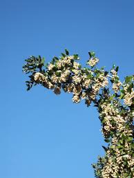 Image result for Curtisia dentata