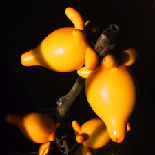 Image result for Solanum mammosum