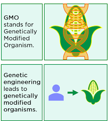 Gmo Genetically Modified Organisms Meaning Examples Expii