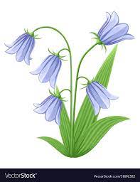 Bell Flowers Campanula Hand Drawn Vector Illustration Of Blue Bell Flowers And Buds On White Background Down Blue Bell Flowers Flower Icons White Bell Flowers