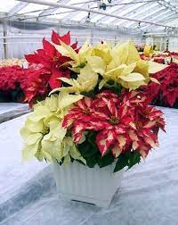 Classic And Modern Displays With Poinsettia Flowers Front Porch Christmas Decor Poinsettia Front Porch Decorating