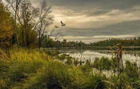If you would like to receive email updates about such things as snow emergency alerts, city utility service interruptions. Wallpaper Forest The Sky Grass Trees Birds Clouds Lake Overcast Usa Minnesota Chisago Images For Desktop Section Priroda Download