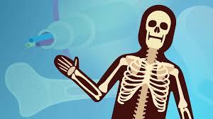 Maybe you would like to learn more about one of these? Biologi Rangka Manusia Pahamify Semua Bisa Semua Paham