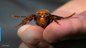 The hornet's body is mostly black with white markings on their abdomen and head. Murder Hornet Nest Vacuumed Out Of Tree In Washington