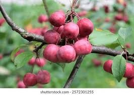Image result for Malus × purpurea