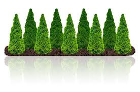 The only difference is the appearance and will rarely give multiple logs. How To Plant Evergreen Trees Plantingtree