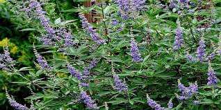 Image result for Vitex sp. A