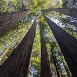 Forest Immersion Walk