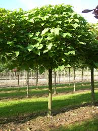 Image result for Catalpa