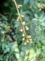 Image result for Deinbollia kilimandscharica