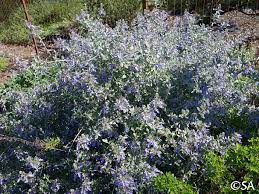 Bright blue flower with a white eye on a sprawling stem. Teucrium Fruticans Azureum California Flora Nursery