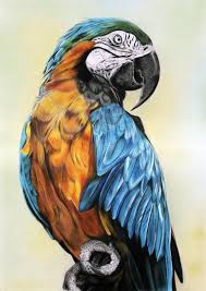 Hand Painted Parrot Ara Parrots Art Parrot Painting Animal Paintings