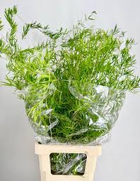 Image result for Asparagus falcatus