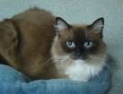 What are the Different Colors of Ragdoll Cats? - Floppycats