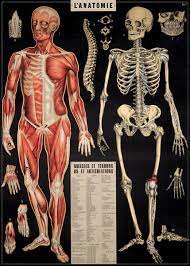 This will help for focusing on the center dot if you have a central scotoma (blindspot in the middle of your visual field). Cavallini Co French Anatomy Chart Decorative Paper Sheet Anatomy Poster Human Anatomy Poster Prints