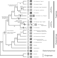 Image result for Tragia okanyua