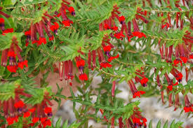 The most common bat flower plant material is metal. Cuphea Llavea Bat Faced Cuphea