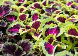 Image result for Coleus foliatus