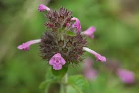 Image result for Clinopodium uhligii