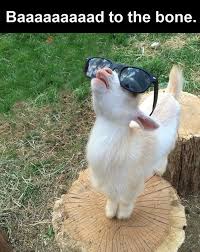 20 Cute And Adorable Baby Animal Memes With Funny Captions Funny Animals Daily Lol Pics Cute Animals With Funny Captions Cute Baby Animals Funny Animals With Captions