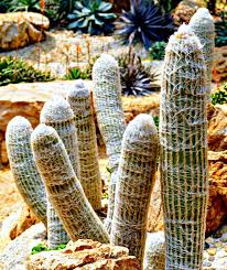 Maybe you would like to learn more about one of these? Old Man Cactus Growing Tips For Cephaocereus Senilis