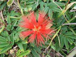 Image result for Calliandra tweedii