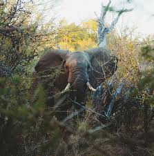 Elephant Riding and Animal Cruelty