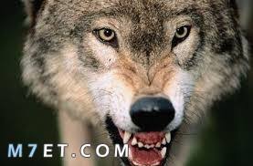 يعيش أهالي العاصمة الجورجية حالة من الذعر بعد أن دمرت الأمطار الغزيرة حديقة الحيوانات، ما أدى إلى هروب عدد من النمور والأسود بالاضافة إلى حيوانات أخرى إلى شوارع وأحياء المدينة. Ø­ÙŠÙˆØ§Ù†Ø§Øª Ù…ÙØªØ±Ø³Ø© ØªØ£ÙƒÙ„ Ø§Ù„Ø¨Ø´Ø± Ø£Ø­ÙŠØ§Ø¡