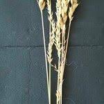 Image result for Arundinella nepalensis