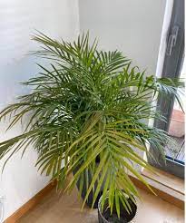 The best meyer lemon tree for your home. Cat Palm Is Turning Yellow Help Gardening Landscaping Stack Exchange